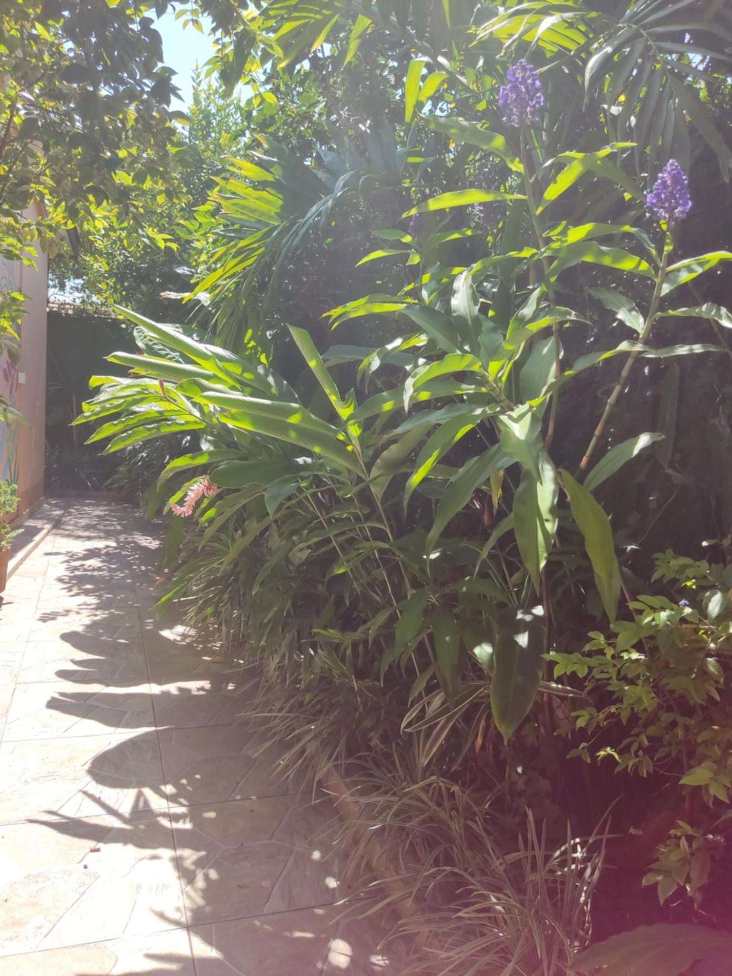 Recanto Toca Das Plantas De Ilhabela I Room photo